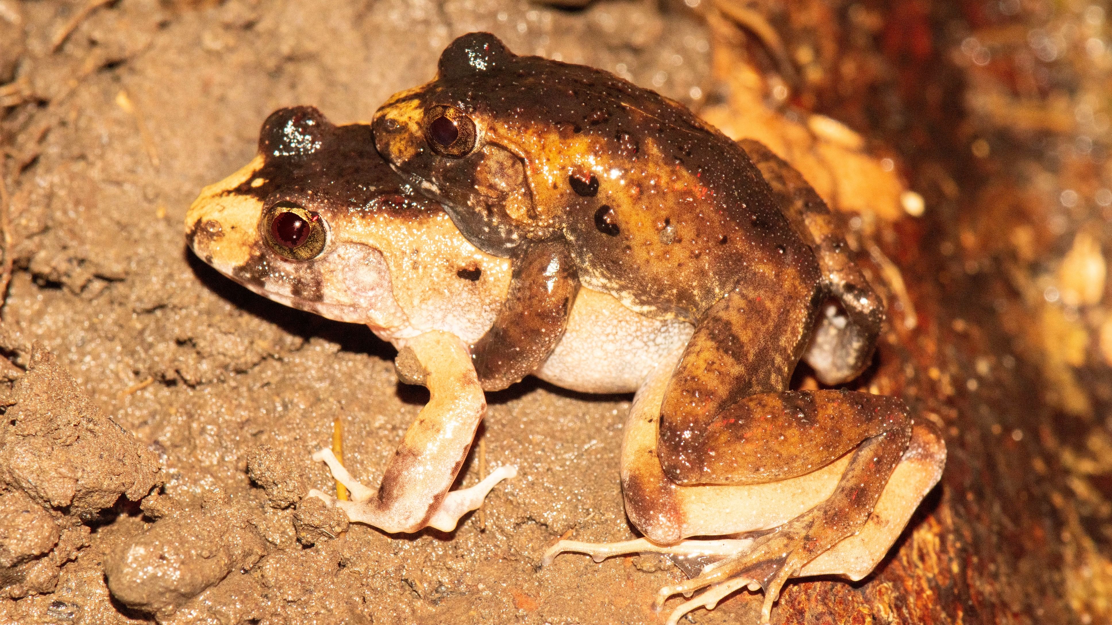 <div class="paragraphs"><p>Breeding pair of Charles Darwin’s Frog (<em>Minervarya charlesdarwini</em>) from Andaman Islands of India</p></div>